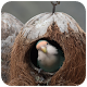 Download Nests and Bird Wallpaper For PC Windows and Mac 1.01