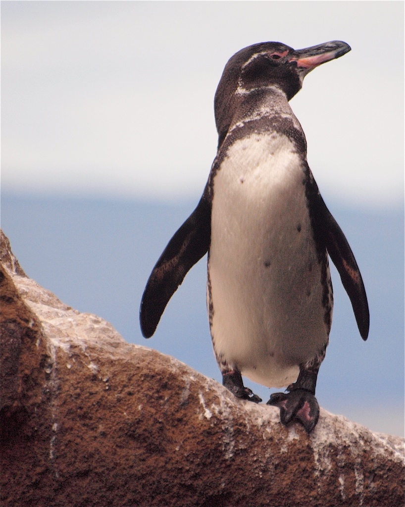 Galapagos-Penguin-Pictures.jpg