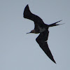 Frigate Bird