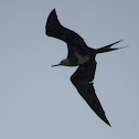 Frigate Bird