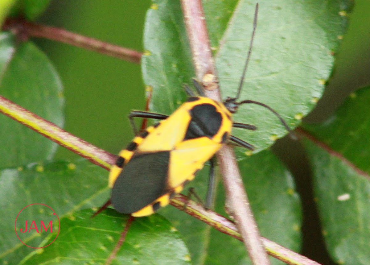 Giant Milkweed Bug