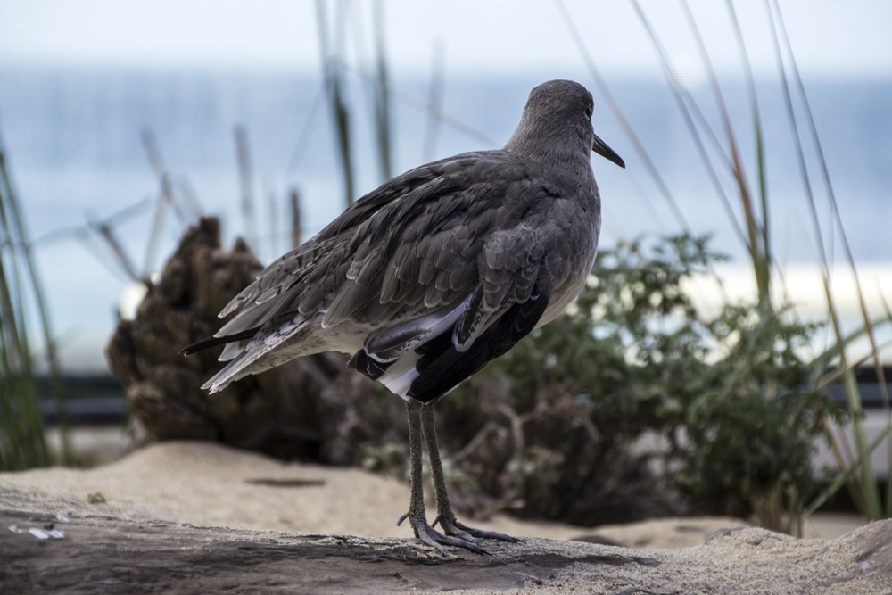 Willet