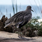 Willet