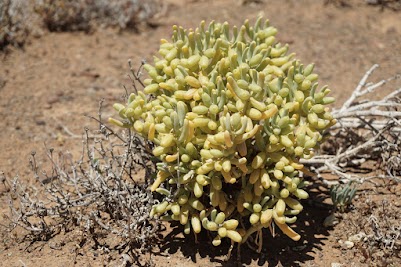 Sukkulenten in der Tankwa Karoo