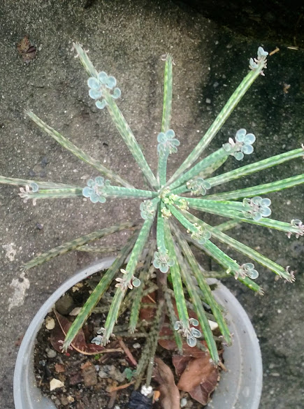 Tostão ou Dinheirinho em penca  - Cana-do-brejo, Cana-de-macaco(Costus spicatus) - Panta de propriedades medicinal  - Kalanchoe Mãe de milhares (Kalanchoe delagoensis tubiflora) - Suculenta  - Kalanchoe Mãe de milhares (Kalanchoe daigremontiana) - Suculenta  - Gervão-roxo(Stachytarpheta cayennensis) - Panta de propriedades medicinal, espiritual e de flores comestíveis. (Saiba mais: https://mundoanimalevidaselvagem.blogspot.com/2019/02/flores-do-meu-jardim-gervao.html  - Erva Cidreira arbustiva(Lippia alba) Erva aromática de propriedades medicinal  - Avenca (Adiantum capillus-veneris) - Planta ornamental de de propriedades medicinal  - Beijo, Beijinho, Beijo-turco, Maria-sem-vergonha (Impatiens Walleriana) - Planta ornamental e medicinal  - Vinca, Vinca de Madagscar, Maria-sem-vergonha, Vinca-de-gato(Catharanthus roseusou) - Planta ornamental e medicinal  - Abacaxi-roxo( Tradescantia spathacea) - Planta ornamental  - Guiné, Guiné-pipi, Guiné gambá( (Petiveria tetrandra) - Planta de propriedades medicinal e espiritual  - Chanana, Flor do Guarujá (Turnera ulmifolia) - Planta ornamental, de propriedades medicinal, de flor comestível