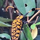 Longhorn Beetle