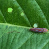 Leafhopper