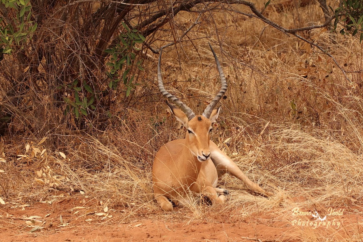 Impala