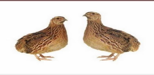 cultivation of quail eggs