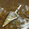 Mangrove Whelk