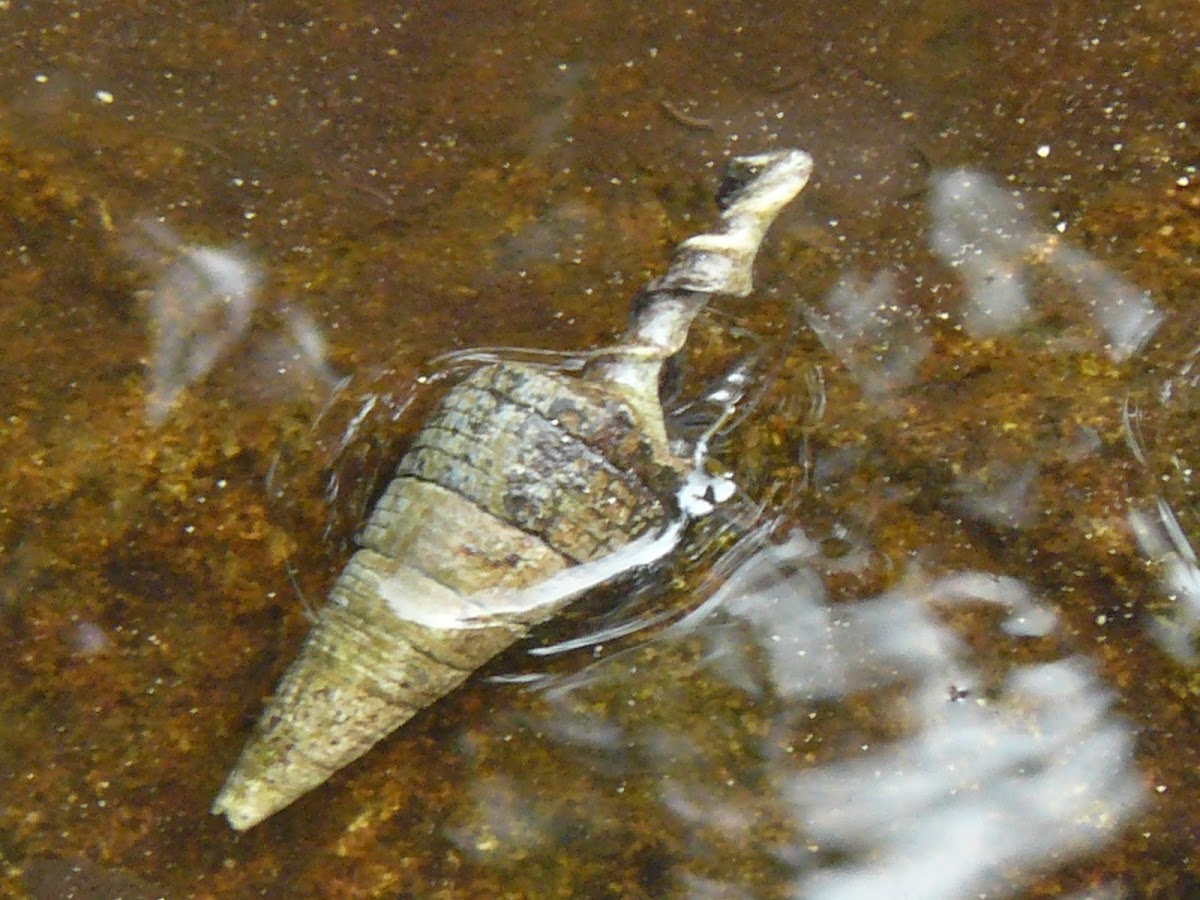 Mangrove Whelk