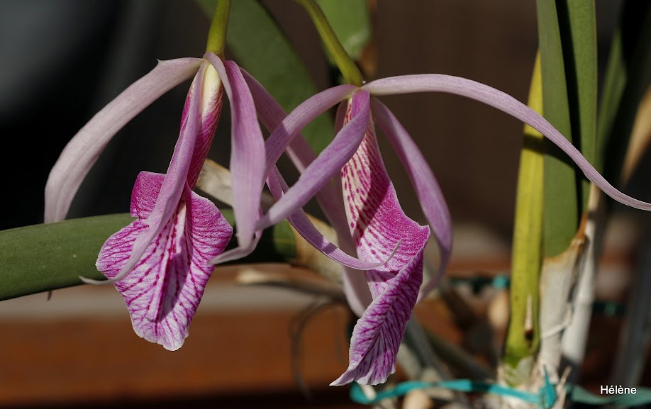 Brassocattleya Morning Glory (B. nodosa x C. purpurata) - Page 2 RGfcFxhQfSK4Uj9PnU3cVKSxrHWWoKmgjCLf68AJse9Oltnc636SqmD_nsDO472-y3z5-F3Oyf_NDHEuuAVOBjXWPjcvuiQBBpRFsVYUcqoMR7WPqlOFEe-9R8r4A-2FxqbRrGT046MAxvRdPbgG0UHy5RFMZzq24OlijT-Zq1V4ZHPNbWkLLHXEO9R_gpFxv_KOZwhf5Iow3rhsXAD3OwKUt2mOU74HOLga-xRePHD3u1Je1eCmNiWf3YmcCEPrL2QENl3HNGYNmoXOFIguASPALuh-isqNuQaf91YMRAGQXeZDT2KtvdjZbMDLRCrIfmtcSjB6RFjUOJK1Ae9ipWVMqhvsmV-wgDEwijevUg6tN7D6inb6SQMbavNO8_wRcnVSr5u41y-ZiAEUNXJRbySlbUhqxbrPBqPh2IvdY7uG_P-8qtQQeyWIJfJPGzKQ2bxi4NvPj4YIsx9oD-jaLRe2eh865cgBWTJkQuzkxOyN2-N9qidVQwqsZSELmGnBuCBjE5KQ8YErkckGKU35YaJ4lCMhxx3a2uq5Fvi-dk3w8e3gkTzsJlA2r5LaesrhA_ciCek171DRbSrfnsGeoWC0F6dDx7DnH1ogrTeeEhuLZWWXKG8UDz_r5X-s-e2MvNtTCrAx21cqNKOU7egqKudBQyyYe9v90IQN2FliF6w=w918-h578-no