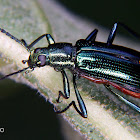 Tree darkling beetle