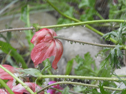 Anemone sotto la pioggia di claudio_sposetti