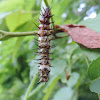 Gulf Fritillary