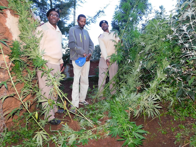 Passenga chief Daniel Muniu (L) and Githunguri assistant chief Pascal Gathima lead in uprooting bhang in John Mwangi's compound at Mugumo village, Ol Kalou on Wednesday evening.