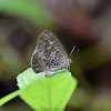 Burmese BushBlue