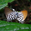 Common Posies (mating)