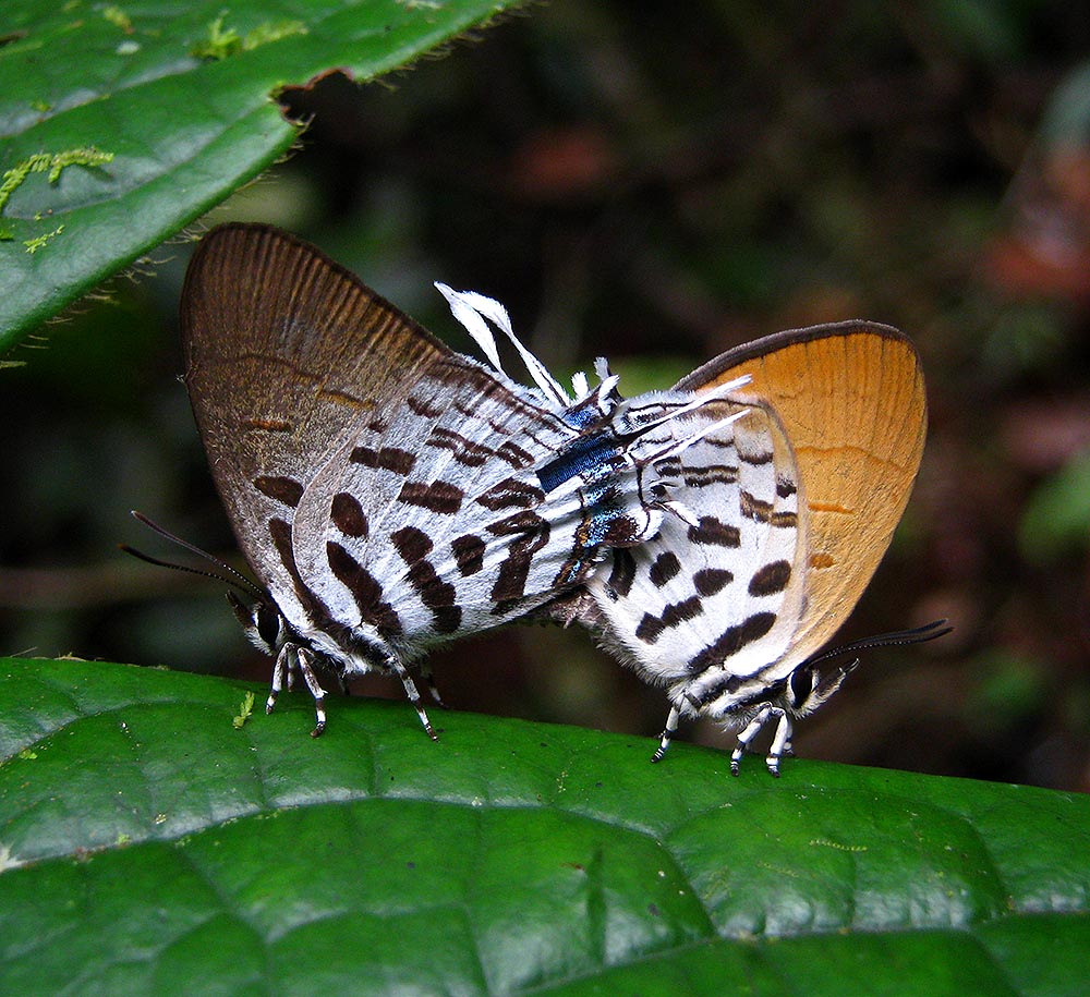 Common Posies (mating)