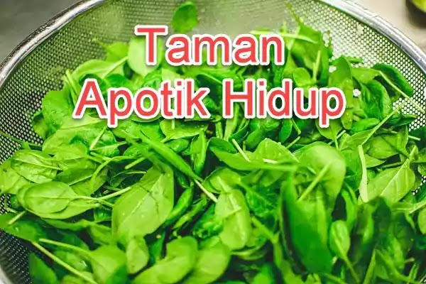 Daun Daunan yang bisa Dijadikan Apotik Hidup Untuk Herbal