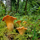 Chanterelles