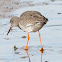 Redshank