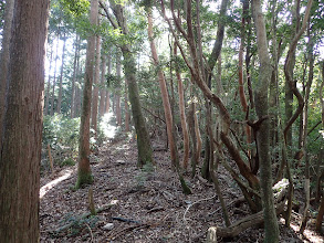 主尾根に合流