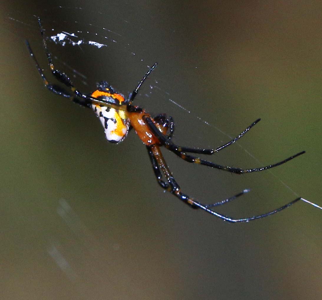 Pear-shaped Leucauge