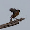 Stonechat