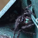 Bold Jumping spider