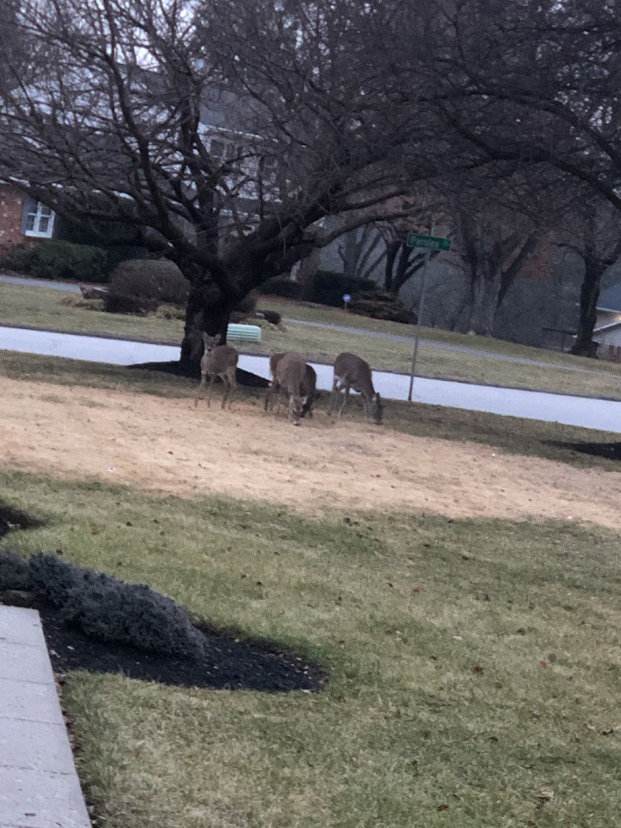 White-Tailed Deer