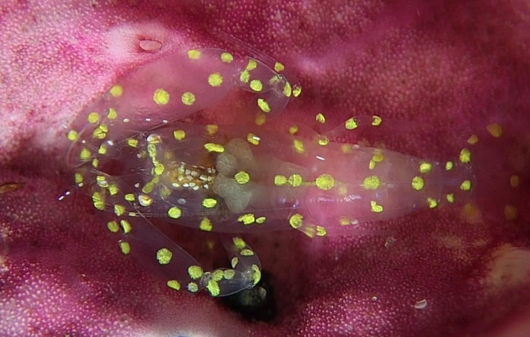 Golden-dotted Ascidian Shrimp