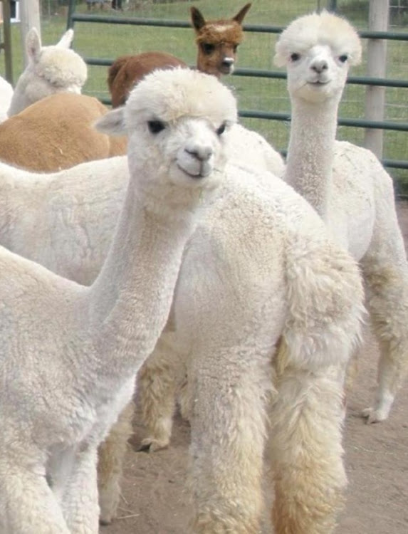 マーチのホットハッチで行こうぜぇ🔥・完全なる自己🈵・ただの雑談💦に関するカスタム事例の投稿画像5枚目