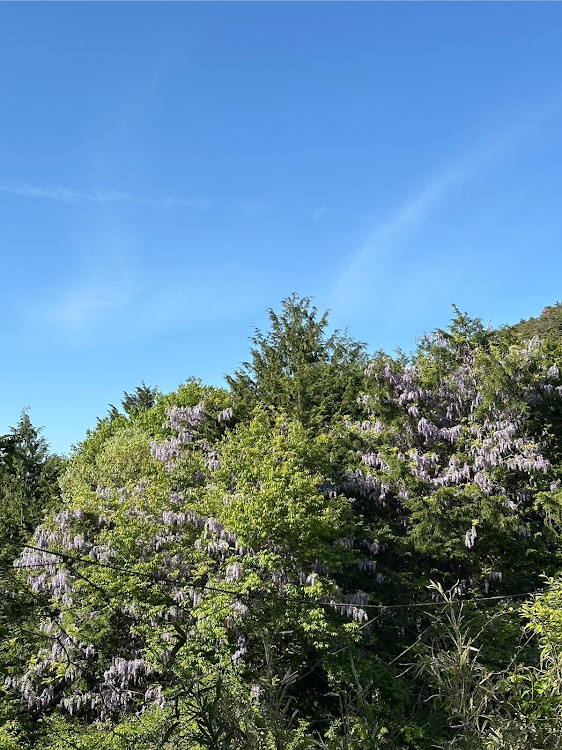ロードスターの新緑と愛車・青芝が美しい・五月晴れ☀️・新緑や野藤とコラボ・体調不良から抜け出せない😢に関するカスタム事例の投稿画像17枚目