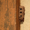 Mud Dauber's construction