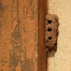 Mud Dauber's construction