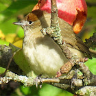 Blackcap