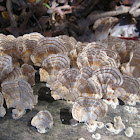 Turkey Tail