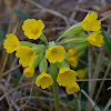 Cowslip