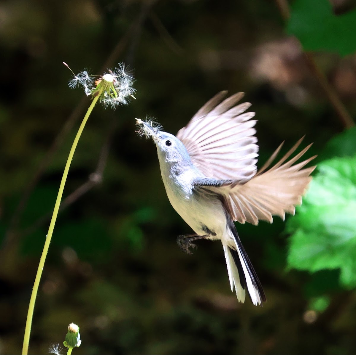 Blue-gray Gnatcatcher