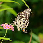 Lime Swallowtail