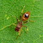 Ant mimicking jumping spider