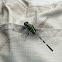 Slender Skimmer or Green Marsh Hawk