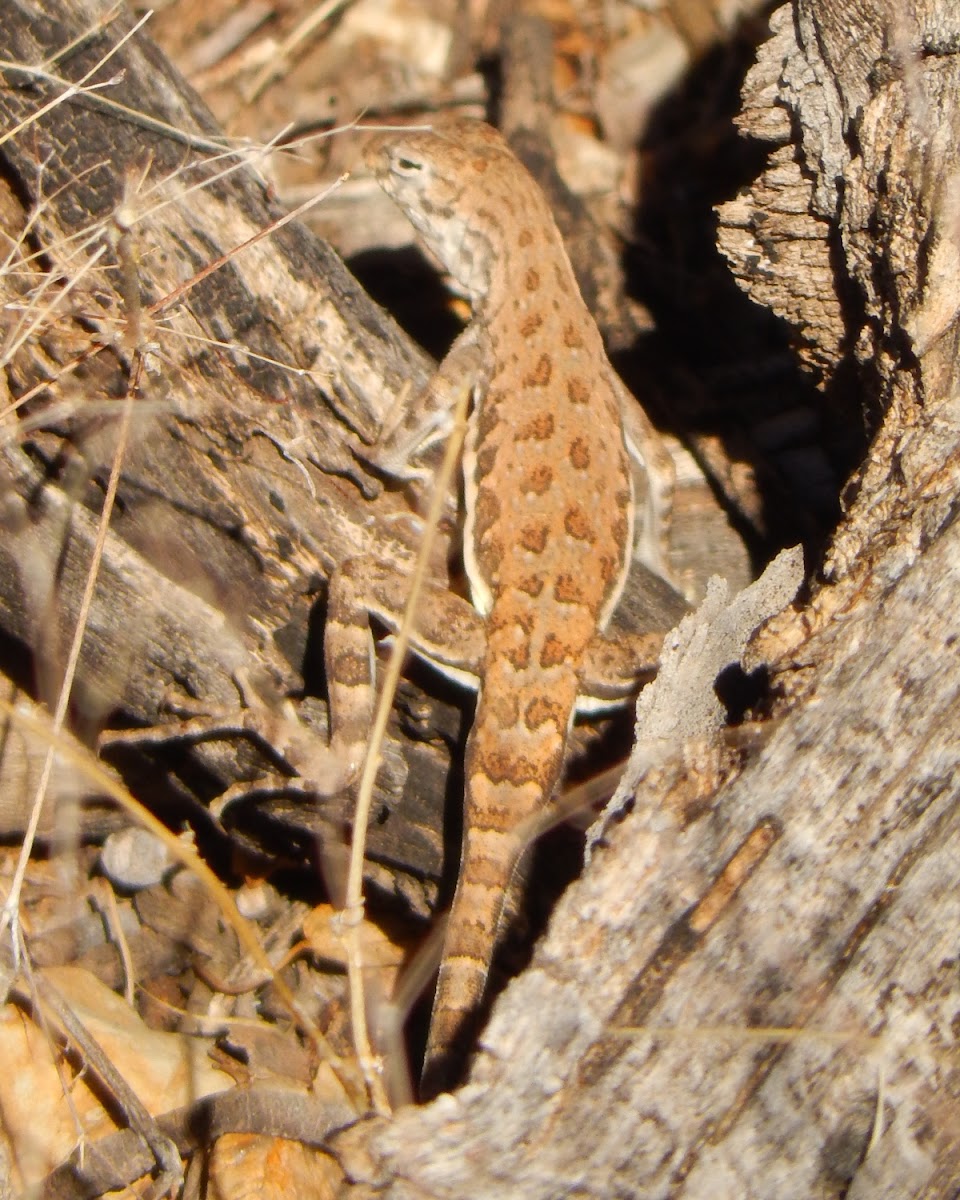 Common Lesser Earless Lizard