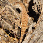 Common Lesser Earless Lizard