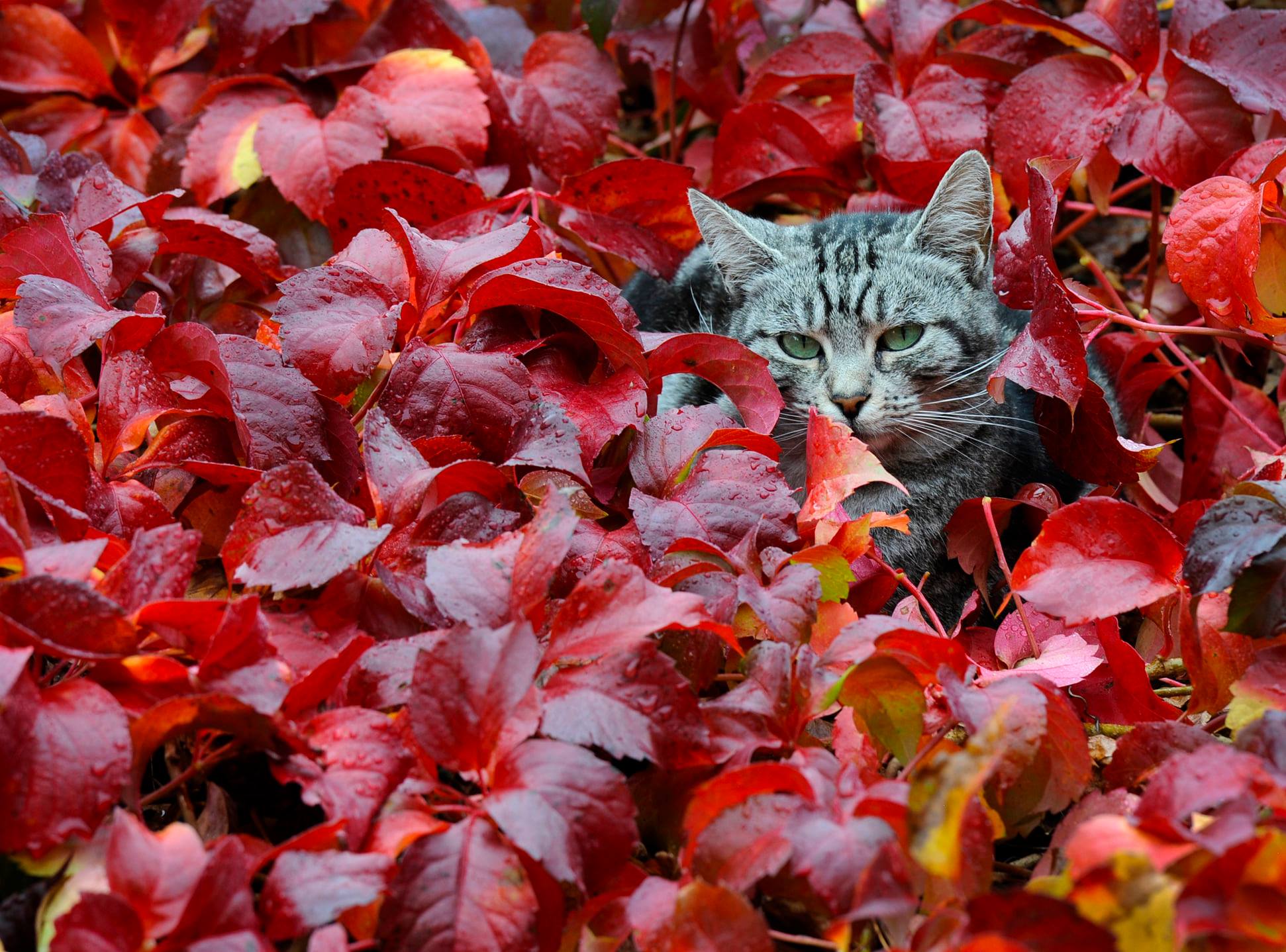 gatto autunnale di robe