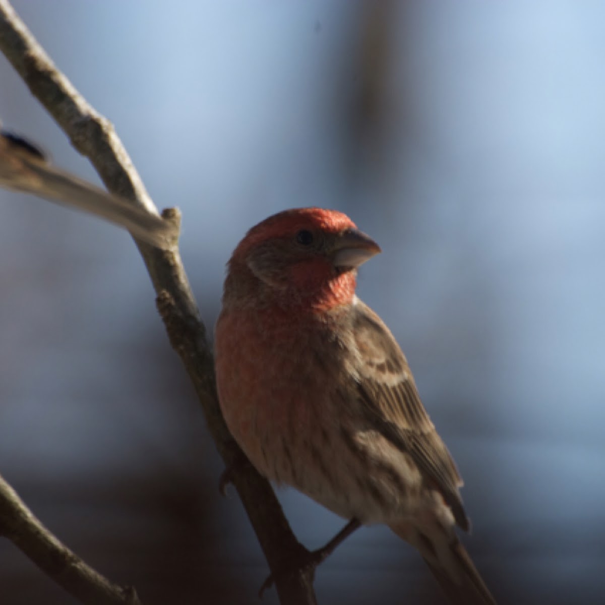 House Finch Male