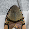 Noctuid Moth