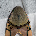 Noctuid Moth