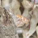 American snout